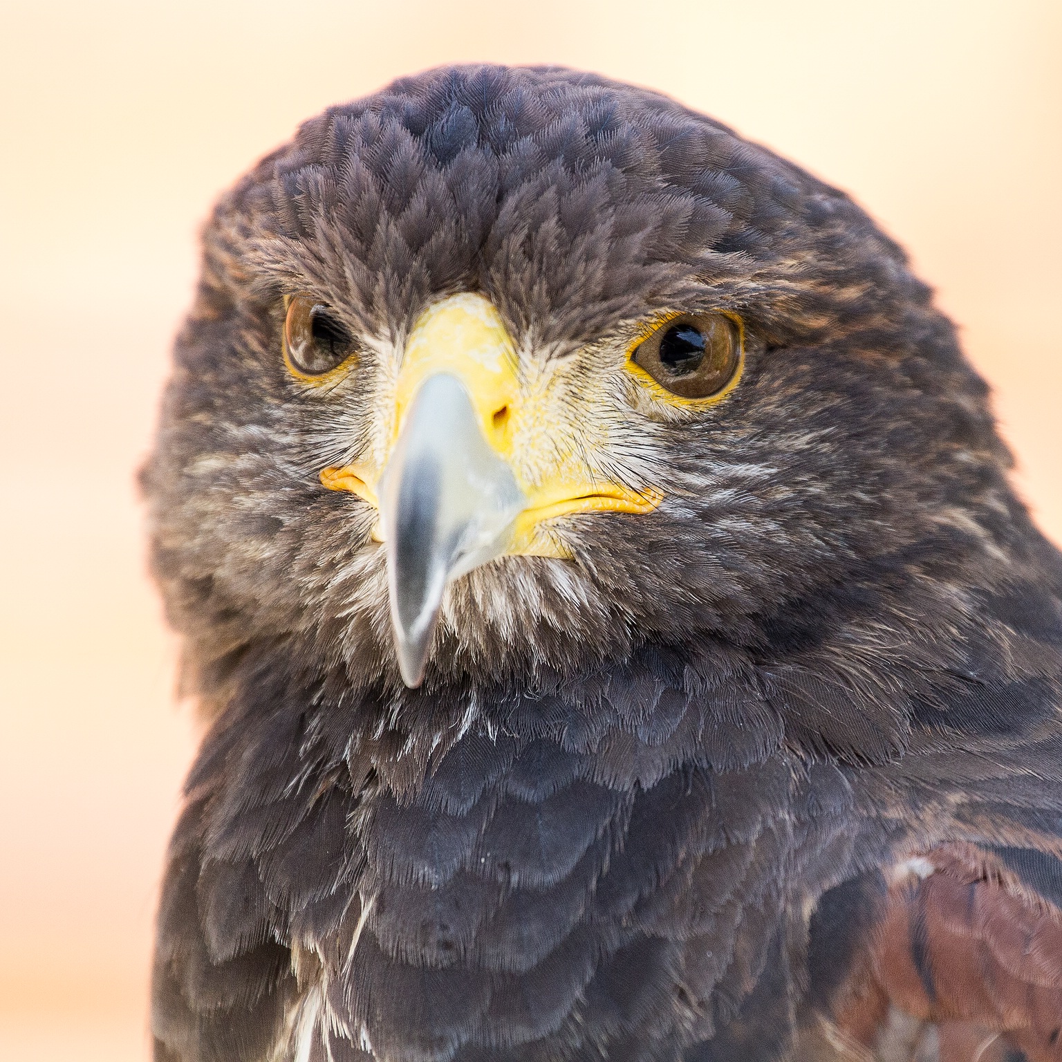 WEB SDP 2939 1 Kopie